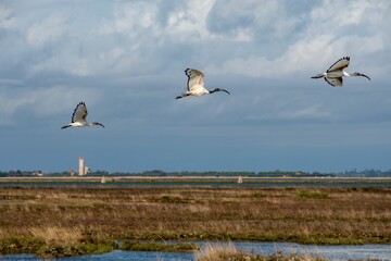 Sticker - Birds flying over a pond