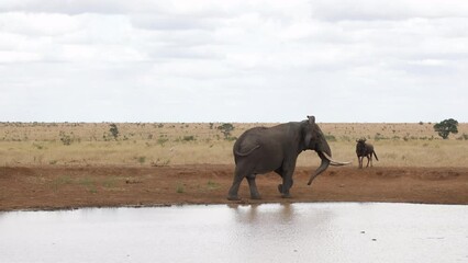 Poster - Group of African elephants in the Kruger National Park