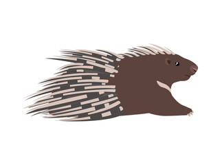 Wall Mural - Animal illustration. Cape porcupine drawn in a flat style. Isolated object on a white background. Vector 10 EPS