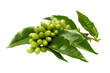 Branch of green coffee beans and leaves isolated on transparent, PNG, Generative AI
