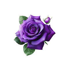 Wall Mural - Purple rose flower isolated on white or transparent background