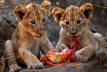 Lionlion Eats