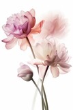 Fototapeta Tulipany - bouquet of roses