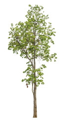 Aufkleber - Green tree isolated on transparent background with clipping path and alpha channel.