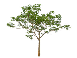 Poster - Green tree isolated on transparent background with clipping path and alpha channel.