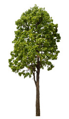 Poster - Green tree isolated on transparent background with clipping path and alpha channel.