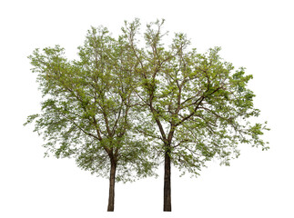 Poster - Green tree isolated on transparent background with clipping path and alpha channel.