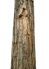 Aufkleber - Trunk of a tree Isolated On transparent Background.