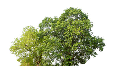 Poster - bush isolated on transparent background with clipping path and alpha channel.