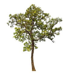 Poster - tree isolated on transparent background with clipping path and alpha channel.
