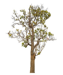 Poster - tree isolated on transparent background with clipping path and alpha channel.
