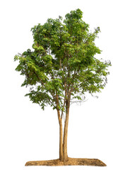 Leinwandbilder - Green tree isolated on transparent background with clipping path and alpha channel.