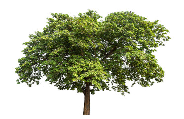 Green tree isolated on transparent background with clipping path and alpha channel.