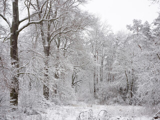 A snow-covered forest on a sunny winter day