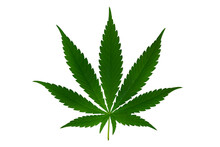 Green Marijuana Leaf On Transparent Background .png Transparent Background Image Cannabis Leaf Illustration