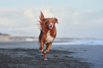 Wall Mural - Funny red dog on the beach. Nova Scotia duck tolling retriever runs on sand, water. Vacation with a pet