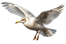 A Seagull In Flight With Transparent Background. Generative AI