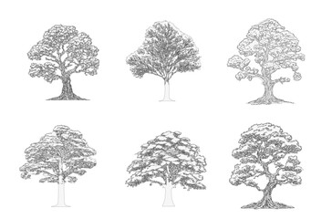 Canvas Print - Minimal style cad tree line, Side view, set of graphics trees elements outline symbol for architecture and landscape design drawing. Vector illustration in stroke fill in white. Tropical set