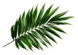 Beautiful and photorealistic palm leaf on transparent background. Close-up view. Part of plant. Cut out graphic design element as PNG. Generative AI.