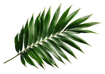 Beautiful and photorealistic palm leaf on transparent background. Close-up view. Part of plant. Cut out graphic design element as PNG. Generative AI.