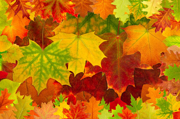 Wall Mural - dry autumn leaves laid out in the form of a frame..