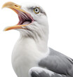 Screaming sea gull isolated on a white or transparent background as PNG, generative AI animal