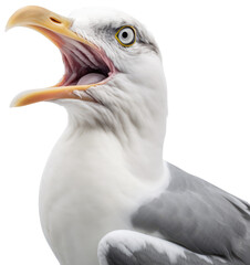 Wall Mural - Screaming sea gull isolated on a white or transparent background as PNG, generative AI animal