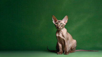 Wall Mural - Peterbald cat post on green background with copyspace (Generative AI)