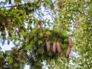 Wall Mural - Pine tree branches with cones