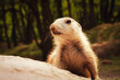 Präriehund - Erdhörnchen - Nagetier - Tier - Animal - Cute Prairie Dog - Family - Groundhog - Genus Cynomys - Close Up - Meadow - High quality photo