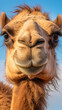 camello with IA generativa