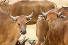 A Heard Of Banteng Cows With Selective Focus.