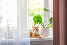 Red Cat Sits On The Window And House Plants On The Windowsill. Domestic Kitten Resting On The Windowsill At Home In Sunny Day.