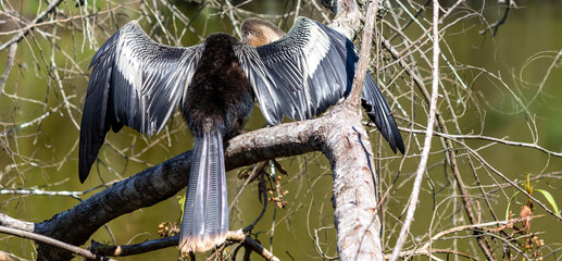 Wall Mural - Photograph of an Anhinga sighted in São José dos Campos, São Paulo, Brazil.	