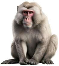Japanese Macaque Monkey Isolated On A Transparent Or White Background As PNG, Generative AI Animal