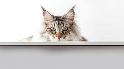 Wall Mural - portrait of a peeking cat head. Maine coon cat peeking out. Copy Space. Generative AI