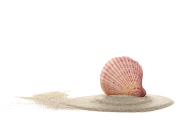 Sea shell in sand pile isolated on white background, side view