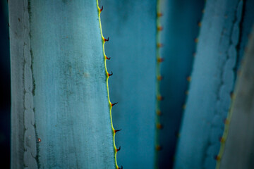 Blue Agaves Pattern