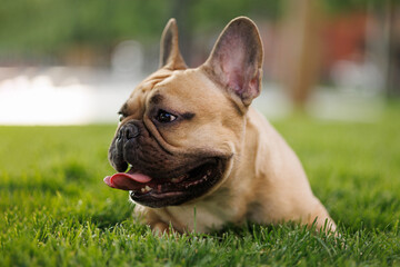 Wall Mural - Portrait of adorable, happy dog of the French Bulldog breed in the park on the green grass at sunset.