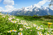 Bergblumenwiese im Frühjahr mit schneebedecktem Berg im Hintergrund