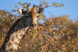 Fototapeta Sawanna - Close up of a giraffe