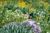 Fototapeta Zwierzęta - squirrel in flowery meadow