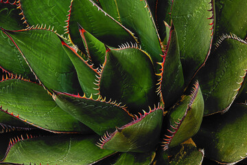 Agave Cactus