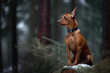 Red miniature pinscher in the winter forest, sitting on a log. Generative AI.