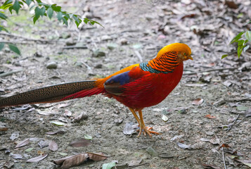 golden pheasant, Chrysolophus pictus outdoor, wildlife bird