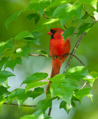 Wall Mural - red cardinals standing on the tree branch