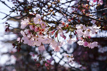 Pink Japanese Cherry Blossoms In San Francisco Tea Garden