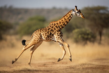 A Giraffe Is Running