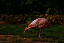 Pink Flamingo Hiding His Head In The Zoo