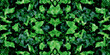 Symmetrical background of green leaves